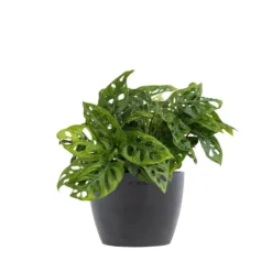 Monstera Adansonii Swiss Cheese Vine Live Plant In 6 Inch Premium Sustainable Ecopots Grey Pot