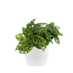 Monstera Adansonii Swiss Cheese Vine Live Plant In 6 Inch Premium Sustainable Ecopots Pure White Pot