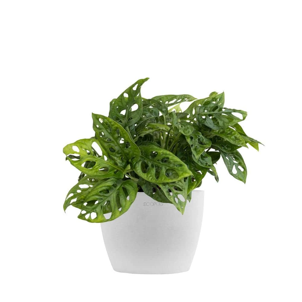 Monstera Adansonii Swiss Cheese Vine Live Plant In 6 Inch Premium Sustainable Ecopots White Gray Pot 1 Monstera Adansonii Swiss Cheese Vine Live Plant In 6 Inch Premium Sustainable Ecopots White Gray Pot