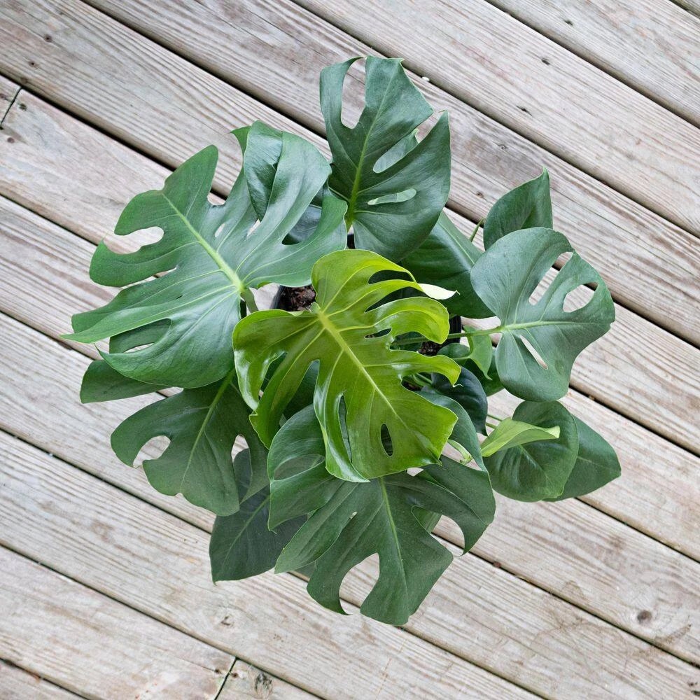 Monstera Deliciosa Split Leaf Philodendron Swiss Cheese Plant In 10 Inch Premium Sustainable Ecopots Dark Grey Pot 3 Monstera Deliciosa Split Leaf Philodendron Swiss Cheese Plant In 10 Inch Premium Sustainable Ecopots Dark Grey Pot - Image 3