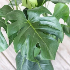 United Nursery -United Nursery united nursery monstera plants mdeliciosa10dg c3 1000