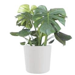 Monstera Deliciosa Split Leaf Philodendron Swiss Cheese Plant In 10 Inch Premium Sustainable White Pot