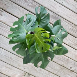 Monstera Deliciosa Split Leaf Philodendron Swiss Cheese Plant In 10 Inch Premium Sustainable Terracotta Pot 8 Monstera Deliciosa Split Leaf Philodendron Swiss Cheese Plant In 10 Inch Premium Sustainable Terracotta Pot -United Nursery united nursery monstera plants mdeliciosa10trc 4f 1000