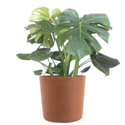 Monstera Deliciosa Split Leaf Philodendron Swiss Cheese Plant In 10 Inch Premium Sustainable Terracotta Pot