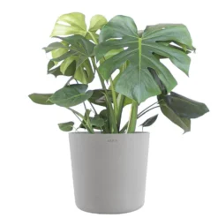 Monstera Deliciosa Split Leaf Philodendron Swiss Cheese Plant In 10 Inch Premium Sustainable White Grey Pot