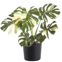 Thai Constellation Monstera Deliciosa In 10 In. Black Premium Sustainable Decor Pot