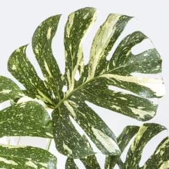 Thai Constellation Monstera Deliciosa In 10 In. White Premium Sustainable Decor Pot -United Nursery united nursery monstera plants thaicon10limpw 1f 1000