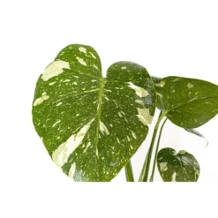 Live Thai Constellation Monstera Exotic Rare Tropical Houseplant In 6 In. White Decor Pot -United Nursery united nursery monstera plants thaicon6hw 1f 1000