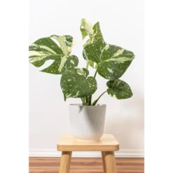 Live Thai Constellation Monstera Exotic Rare Tropical Houseplant In 6 In. White Decor Pot -United Nursery united nursery monstera plants thaicon6hw 31 1000