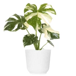 Live Thai Constellation Monstera Exotic Rare Tropical Houseplant In 6 In. White Decor Pot