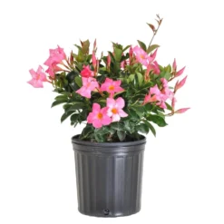 18 In. To 24 In. Tall Dipladenia Bush Pink Flowering Plant Live Outdoor Blooming Plant In 10 In. White Decor Pot