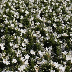 Premium 10 In. Hanging Basket 20 In. To 22 In. Tall Mandevilla White Blooming Flower Live Outdoor Plant 7 Premium 10 In. Hanging Basket 20 In. To 22 In. Tall Mandevilla White Blooming Flower Live Outdoor Plant -United Nursery united nursery perennials 02476 31 1000