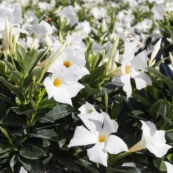 Premium 10 In. Hanging Basket 20 In. To 22 In. Tall Mandevilla White Blooming Flower Live Outdoor Plant 6 Premium 10 In. Hanging Basket 20 In. To 22 In. Tall Mandevilla White Blooming Flower Live Outdoor Plant -United Nursery united nursery perennials 02476 4f 1000