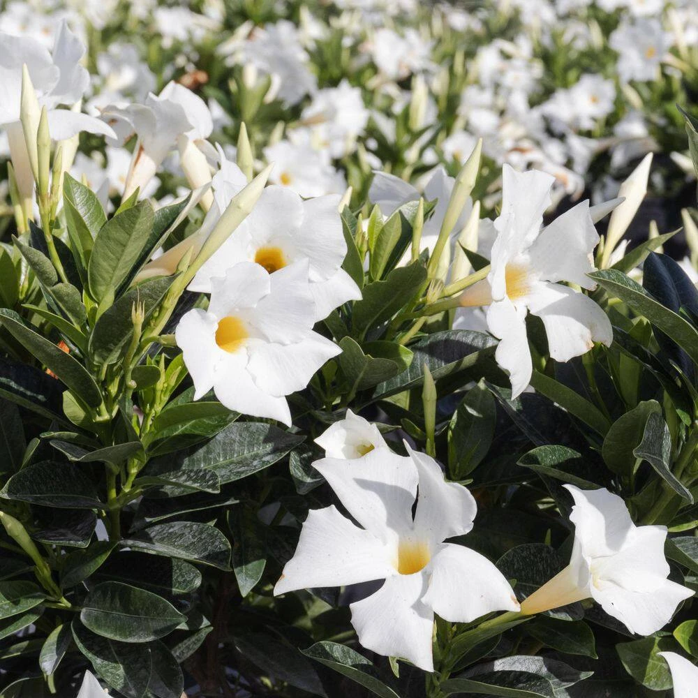 Premium 10 In. Hanging Basket 20 In. To 22 In. Tall Mandevilla White Blooming Flower Live Outdoor Plant 3 Premium 10 In. Hanging Basket 20 In. To 22 In. Tall Mandevilla White Blooming Flower Live Outdoor Plant - Image 3