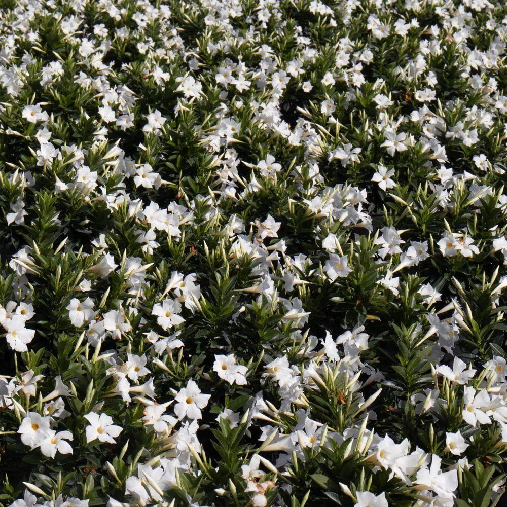 Premium 10 In. Hanging Basket 18 In. To 22 In. Tall Mandevilla White Blooming Flower Live Outdoor Plant (2-Pack) 4 Premium 10 In. Hanging Basket 18 In. To 22 In. Tall Mandevilla White Blooming Flower Live Outdoor Plant (2-Pack) - Image 4
