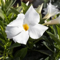 Premium 10 In. Hanging Basket 18 In. To 22 In. Tall Mandevilla White Blooming Flower Live Outdoor Plant (2-Pack) 6 Premium 10 In. Hanging Basket 18 In. To 22 In. Tall Mandevilla White Blooming Flower Live Outdoor Plant (2-Pack) -United Nursery united nursery perennials 02483 4f 1000