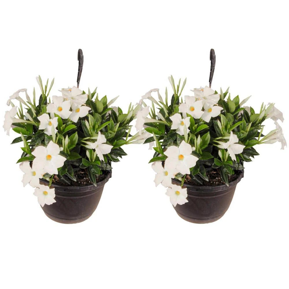Premium 10 In. Hanging Basket 18 In. To 22 In. Tall Mandevilla White Blooming Flower Live Outdoor Plant (2-Pack) 1 Premium 10 In. Hanging Basket 18 In. To 22 In. Tall Mandevilla White Blooming Flower Live Outdoor Plant (2-Pack)