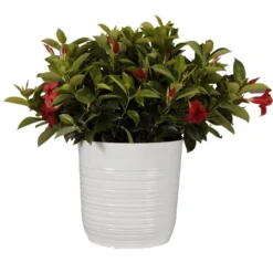 18 In. To 24 In. Tall Dipladenia Bush Red Flowering Plant Live Outdoor Blooming Plant In 10 In. White Decor Pot