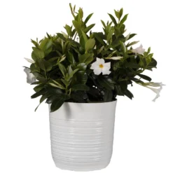 18 In. To 24 In. Tall Dipladenia Bush White Flowering Plant Live Outdoor Blooming Plant In 10 In. White Decor Pot