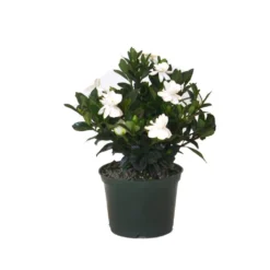 10.in To 14 In. Tall Aimee Gardenia Bush White Blooming Flower Live Outdoor Plant In 6 In. Grower Pot