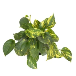 Golden Pothos Indoor Vining Houseplant In 6 In. Grower Pot 9 Golden Pothos Indoor Vining Houseplant In 6 In. Grower Pot -United Nursery united nursery pothos plants 22310 44 1000
