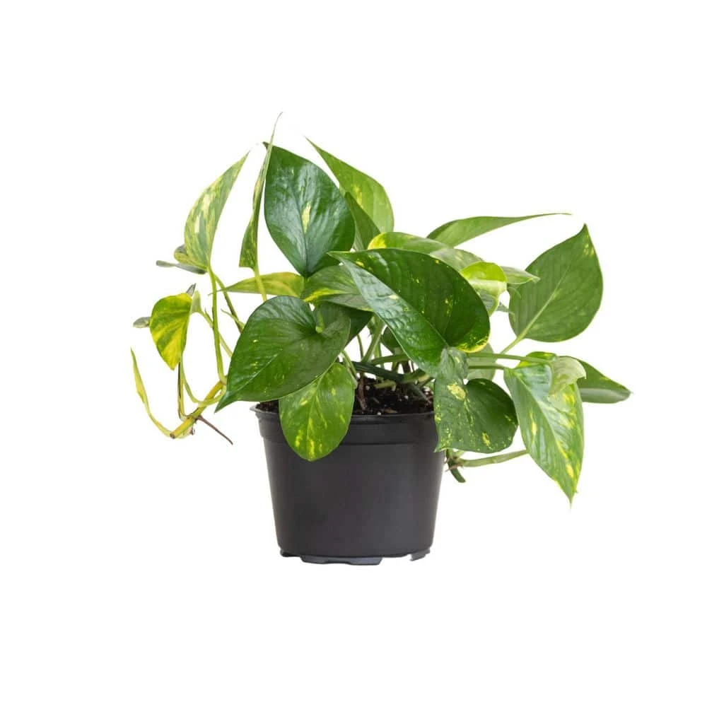 Golden Pothos Indoor Vining Houseplant In 6 In. Grower Pot 1 Golden Pothos Indoor Vining Houseplant In 6 In. Grower Pot