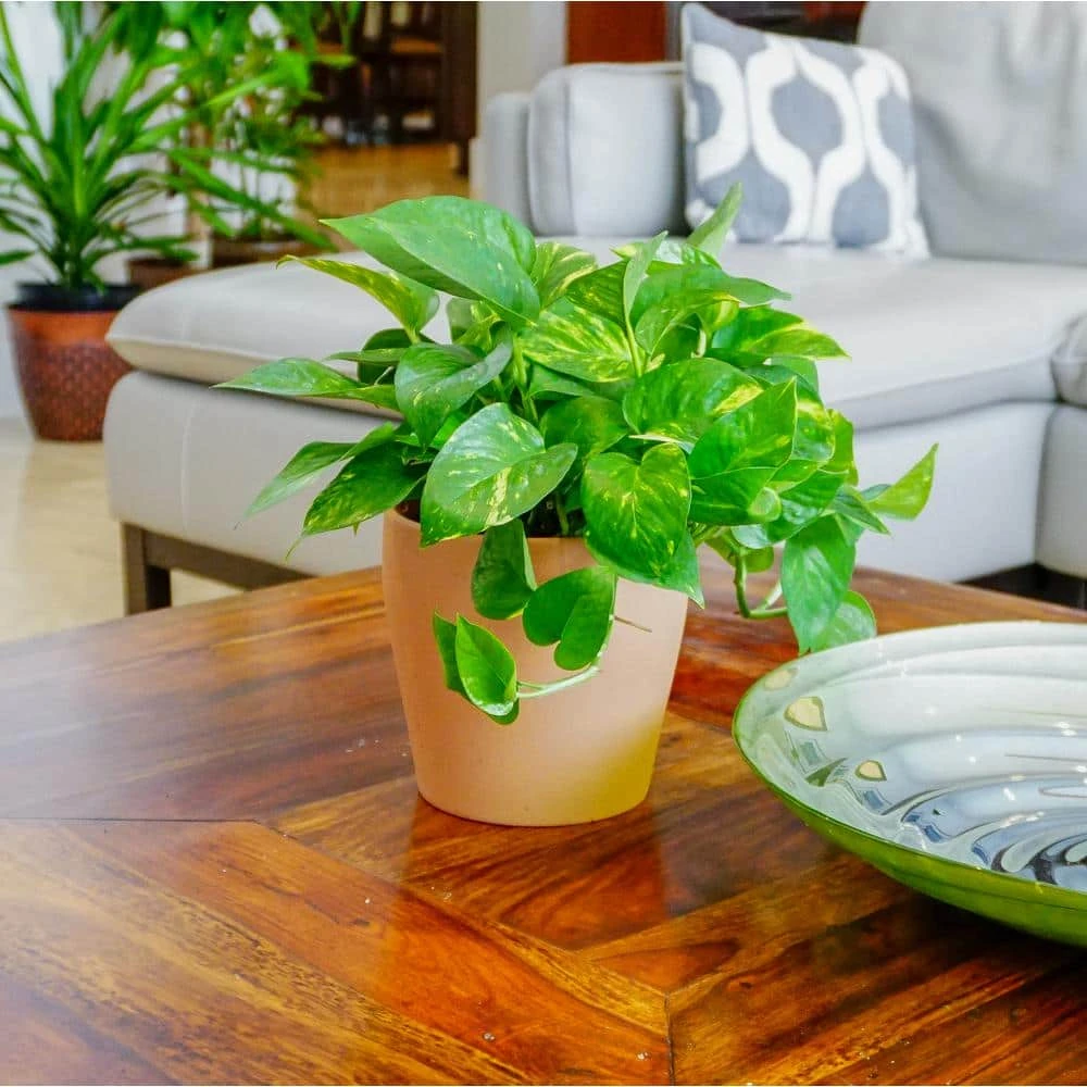 Golden Pothos Indoor Vining Houseplant In 6 In. White Decor Pot 2 Golden Pothos Indoor Vining Houseplant In 6 In. White Decor Pot - Image 2