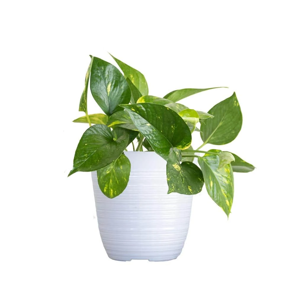 Golden Pothos Indoor Vining Houseplant In 6 In. White Decor Pot 1 Golden Pothos Indoor Vining Houseplant In 6 In. White Decor Pot