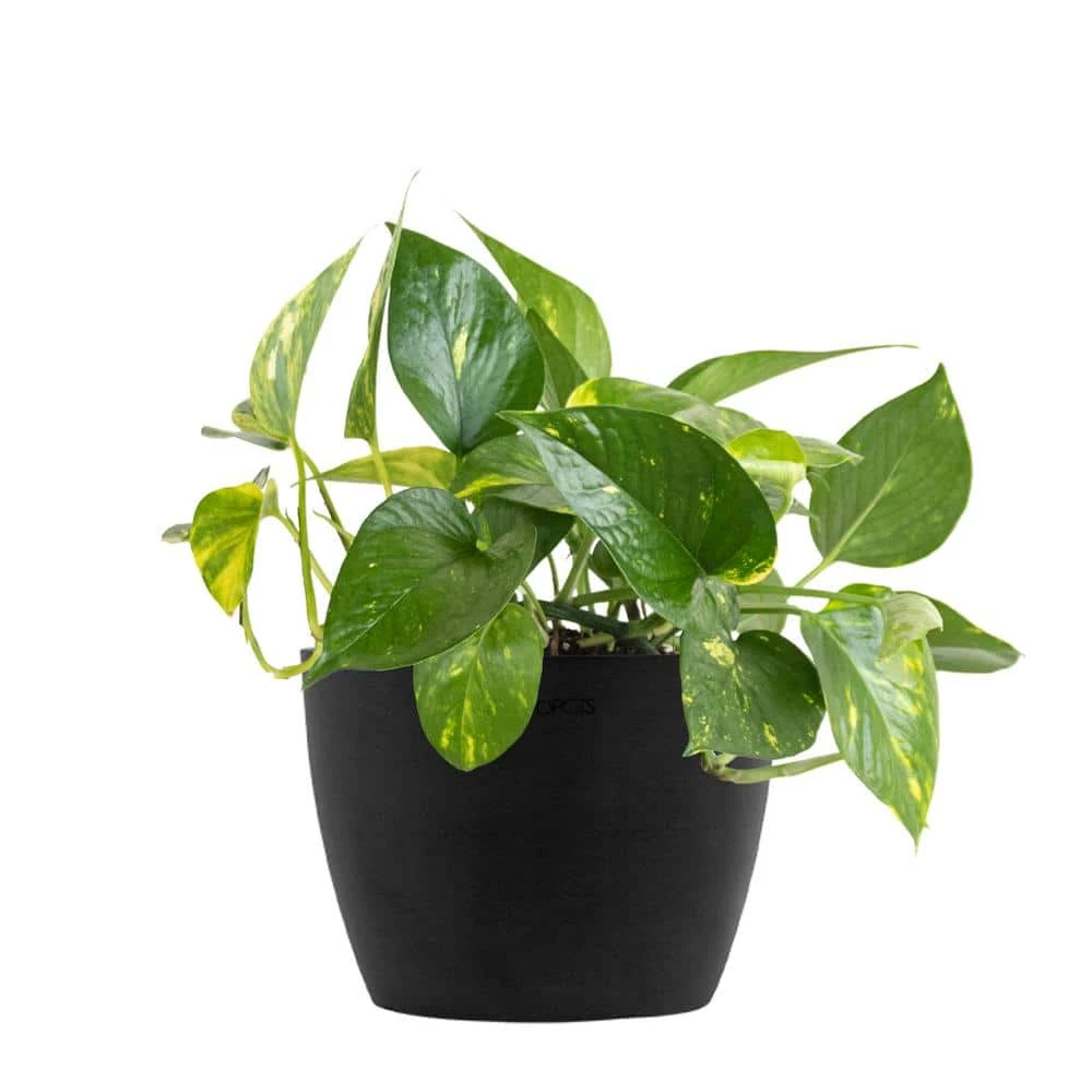 Golden Pothos Devil's Ivy Vining Live Plant In 6 Inch Premium Sustainable Ecopots Dark Grey Pot 1 Golden Pothos Devil's Ivy Vining Live Plant In 6 Inch Premium Sustainable Ecopots Dark Grey Pot