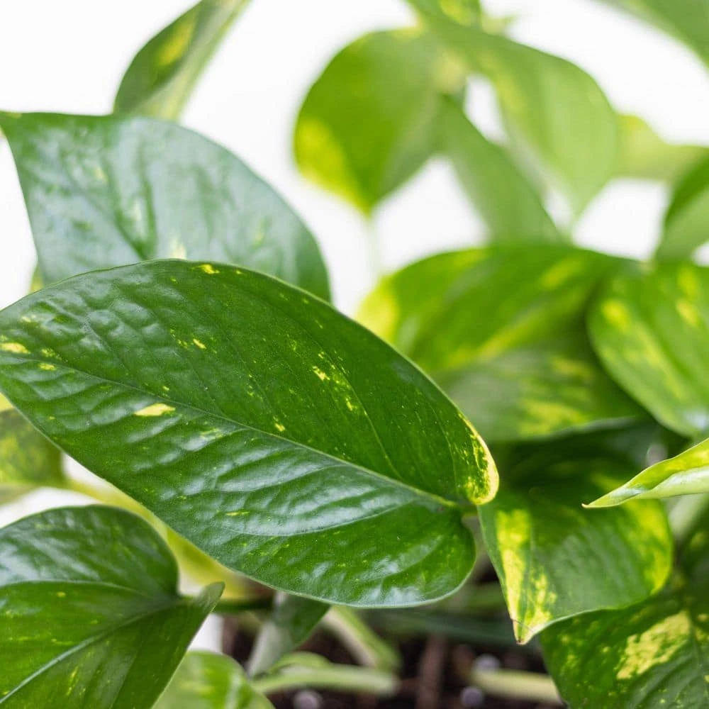 Golden Pothos Devil's Ivy Vining Live Plant In 6 Inch Premium Sustainable Ecopots Dark Grey Pot 2 Golden Pothos Devil's Ivy Vining Live Plant In 6 Inch Premium Sustainable Ecopots Dark Grey Pot - Image 2