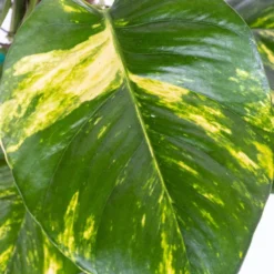 Golden Pothos Devil's Ivy Vining Live Plant In 6 Inch Premium Sustainable Ecopots Grey Pot 8 Golden Pothos Devil's Ivy Vining Live Plant In 6 Inch Premium Sustainable Ecopots Grey Pot -United Nursery united nursery pothos plants gpothossh6gry 4f 1000