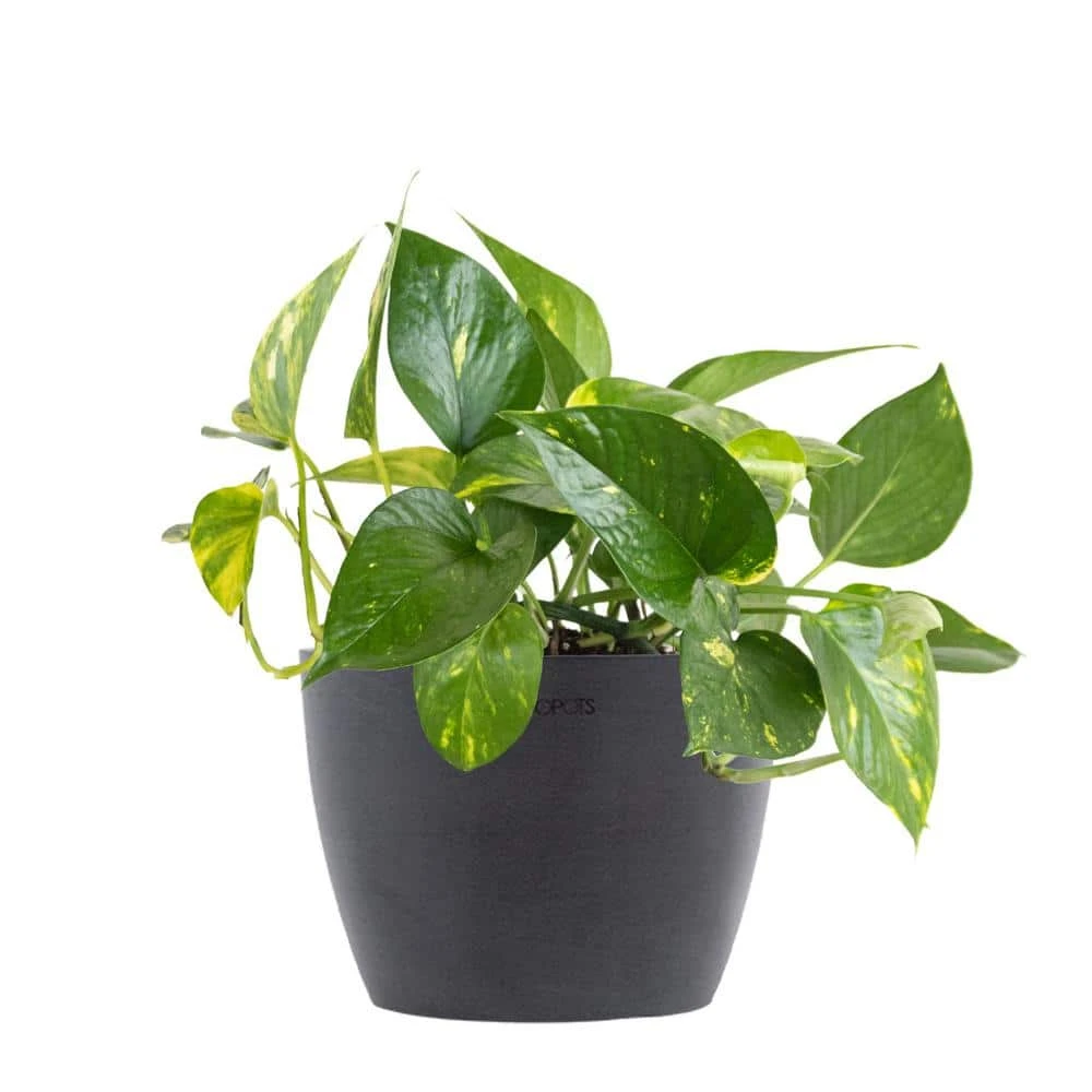 Golden Pothos Devil's Ivy Vining Live Plant In 6 Inch Premium Sustainable Ecopots Grey Pot 1 Golden Pothos Devil's Ivy Vining Live Plant In 6 Inch Premium Sustainable Ecopots Grey Pot