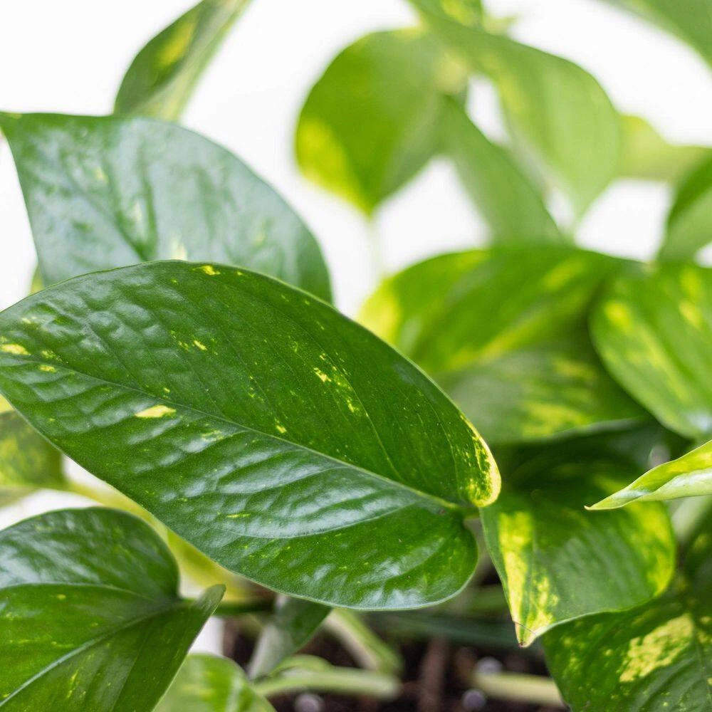 Golden Pothos Devil's Ivy Vining Live Plant In 6 Inch Premium Sustainable Ecopots Grey Pot 2 Golden Pothos Devil's Ivy Vining Live Plant In 6 Inch Premium Sustainable Ecopots Grey Pot - Image 2