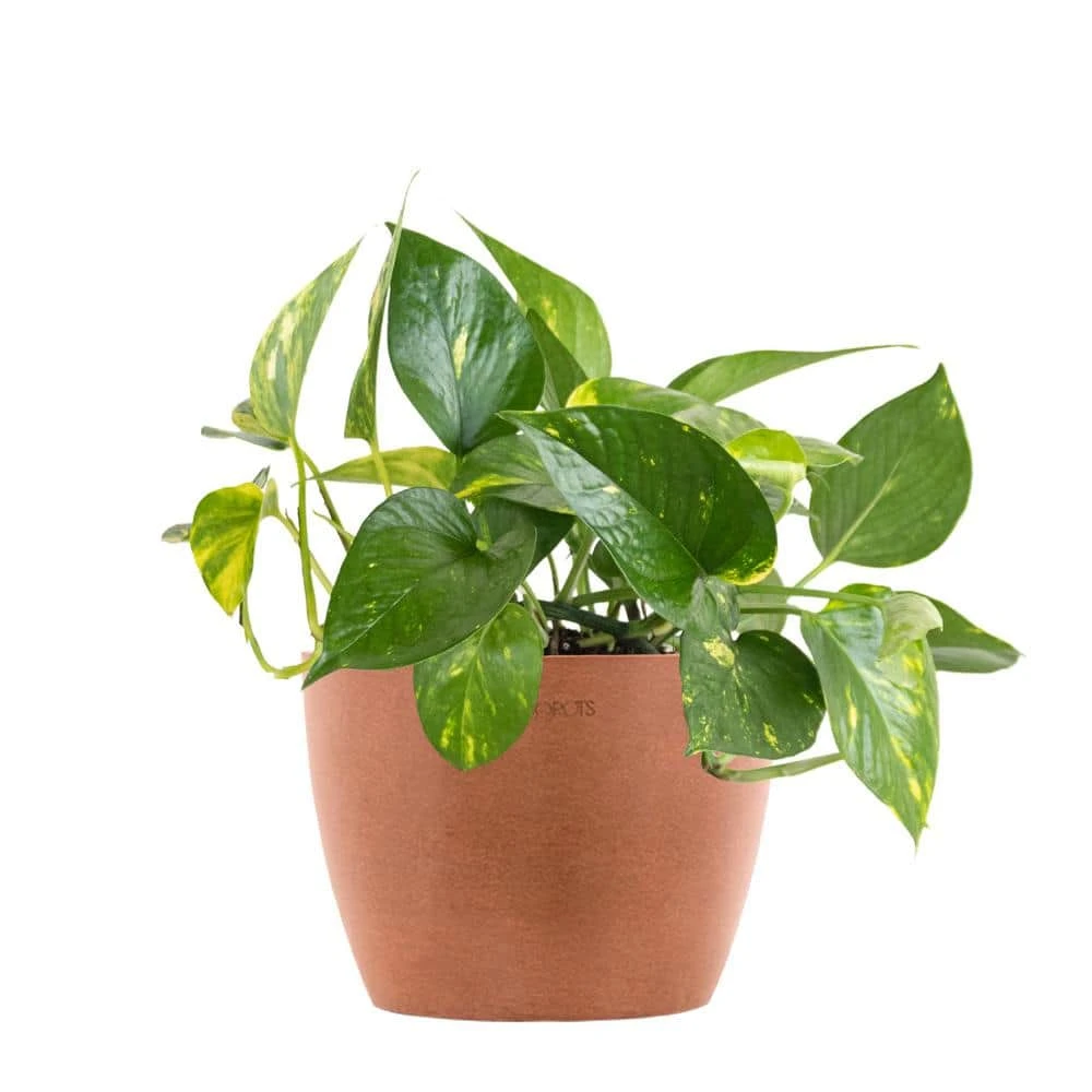 Golden Pothos Devil's Ivy Epipremnum Aureum Vining Live Plant In 6 Inch Premium Sustainable Ecopots Terracotta Pot 1 Golden Pothos Devil's Ivy Epipremnum Aureum Vining Live Plant In 6 Inch Premium Sustainable Ecopots Terracotta Pot