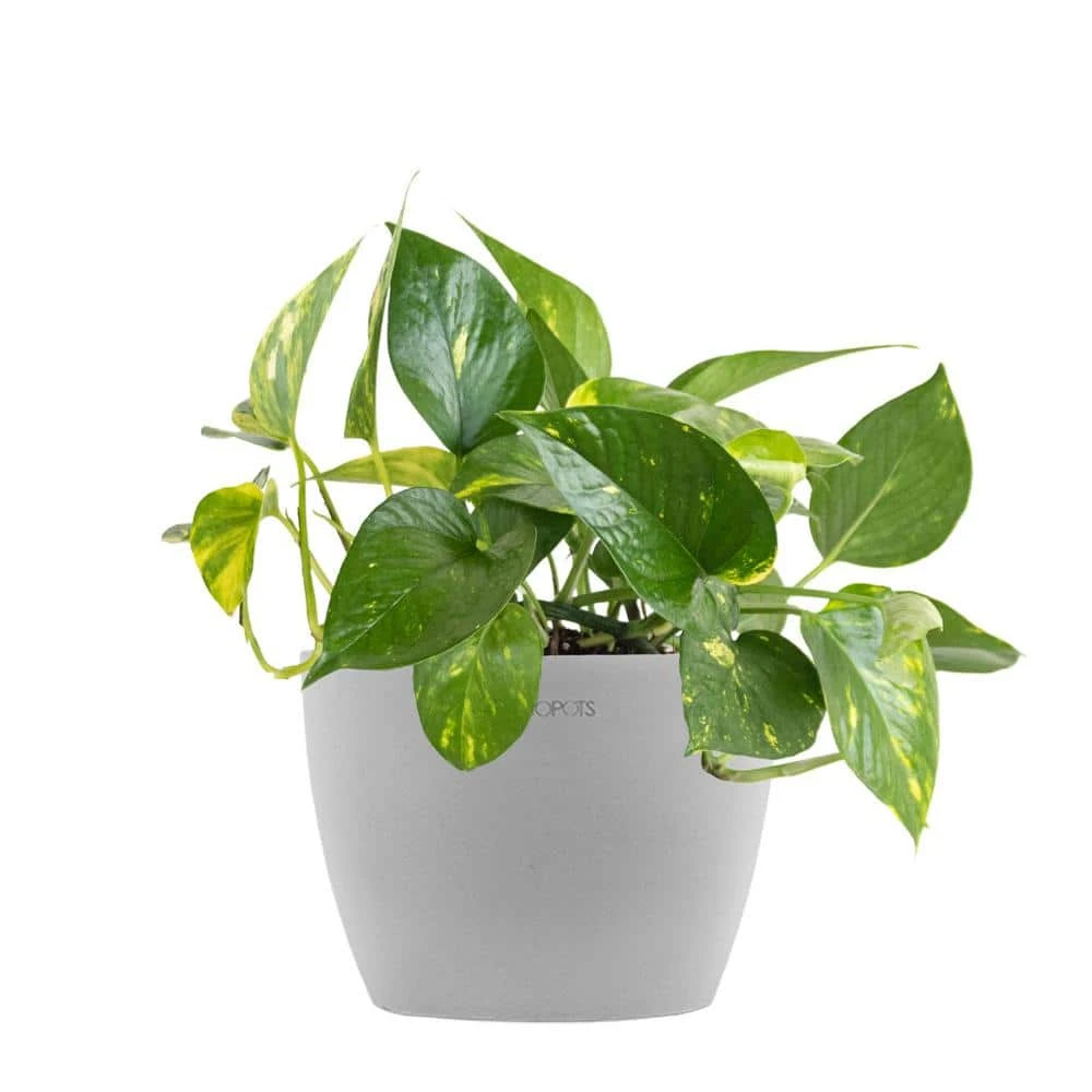 Golden Pothos Devil's Ivy Epipremnum Aureum Vining Live Plant In 6 Inch Premium Sustainable Ecopots White Grey Pot 1 Golden Pothos Devil's Ivy Epipremnum Aureum Vining Live Plant In 6 Inch Premium Sustainable Ecopots White Grey Pot