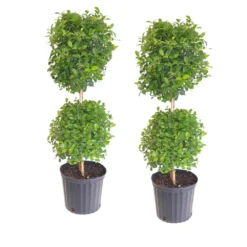 Eugenia Topiary Shrub Live Outdoor Tree In 9.25 In. Grower (Pot 2-Pack)