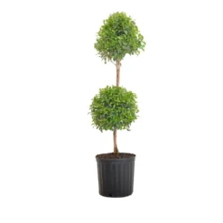 Eugenia Myrtifolia Topiary Shipped In 9.25 Inch Grower Pot