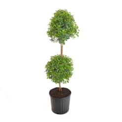 Eugenia Myrtifolia Topiary Shipped In 9.25 Inch Grower Pot -United Nursery united nursery shrubs hedges 20262 c3 1000