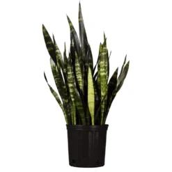 24 In. To 28 In. Tall Snake Plant Live Sansevieria Black Coral Plant In 9.25 In. Grower Pot