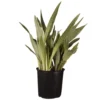 Live Snake Plant Sansevieria Sayuri Plant In 9.25 Inch Grower Pot