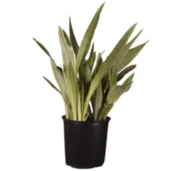 Live Snake Plant Sansevieria Sayuri Plant In 9.25 Inch Grower Pot