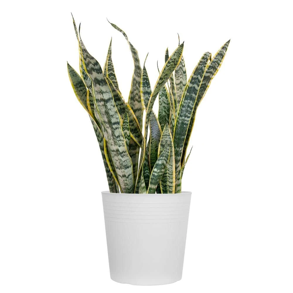 Live Snake Plant Sansevieria Laurentii In 10 Inch White Decor Pot 1 Live Snake Plant Sansevieria Laurentii In 10 Inch White Decor Pot