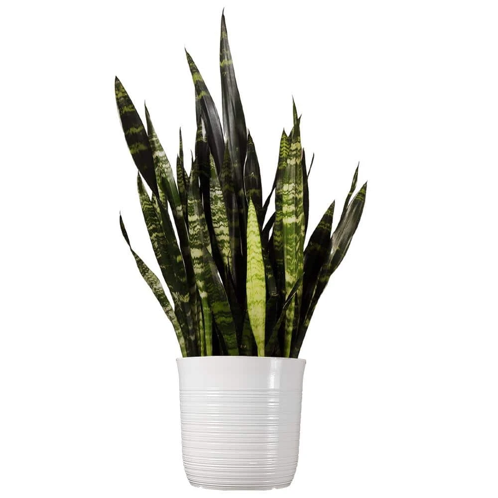 Snake Plant Sansevieria Black Coral Plant 24 In. To 34 In. Tall In 10 In. White Decor Pot 1 Snake Plant Sansevieria Black Coral Plant 24 In. To 34 In. Tall In 10 In. White Decor Pot