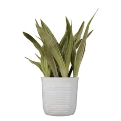 Live Snake Plant Sansevieria Sayuri 10 Inch White Decor Pot
