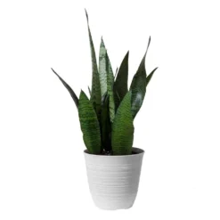 14 In. To 16 In. Tall Snake Plant Sansevieria Robusta Plant In 6 In. White Decor Pot