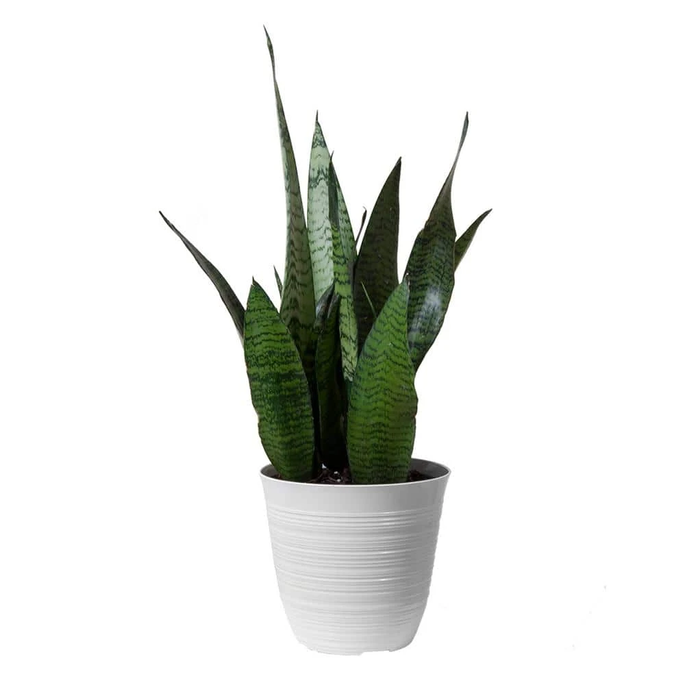 14 In. To 16 In. Tall Snake Plant Sansevieria Robusta Plant In 6 In. White Decor Pot 1 14 In. To 16 In. Tall Snake Plant Sansevieria Robusta Plant In 6 In. White Decor Pot