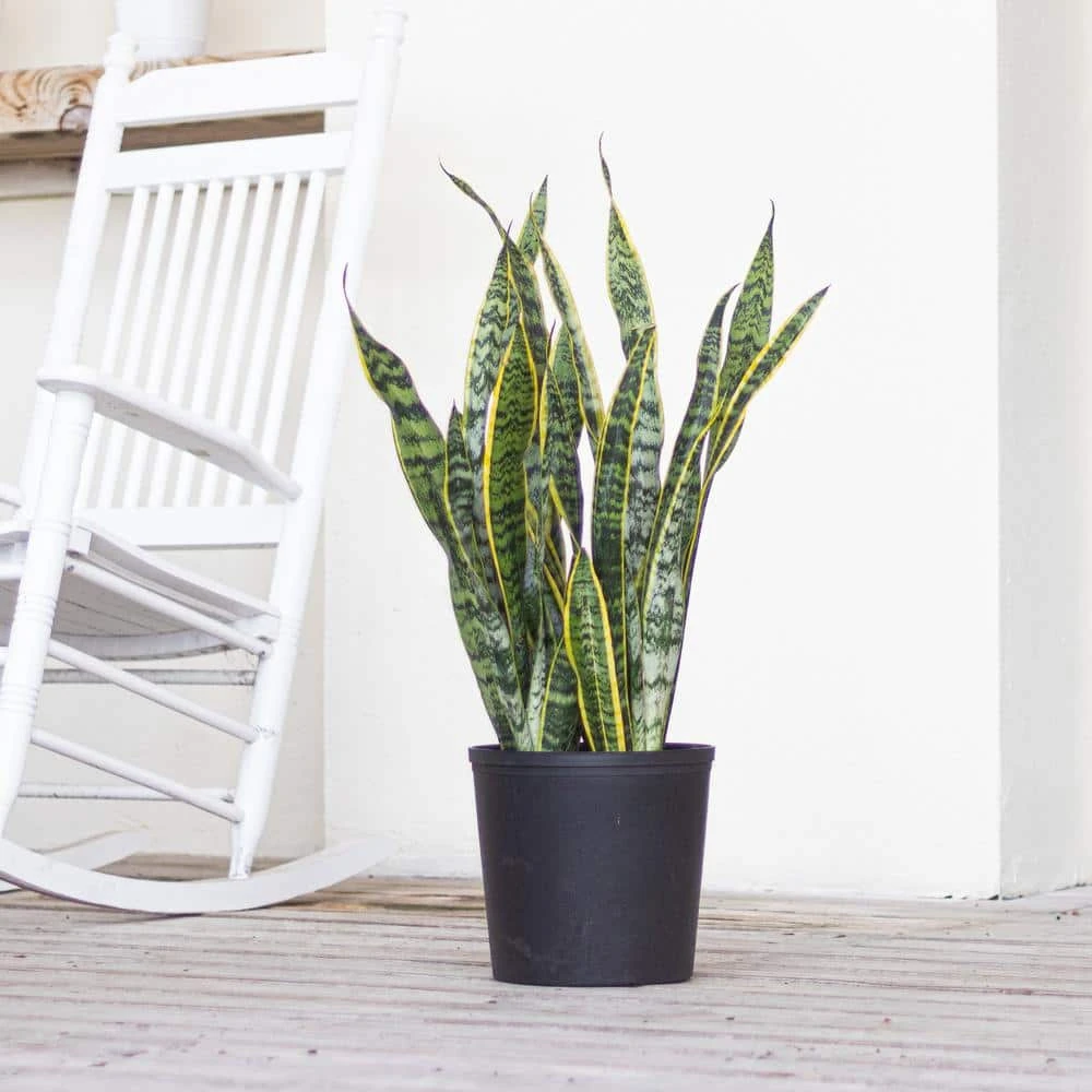 Live Sansevieiria Laurentii Indoor Snake Plant In 9.25 Inch Grower Pot 3 Live Sansevieiria Laurentii Indoor Snake Plant In 9.25 Inch Grower Pot - Image 3