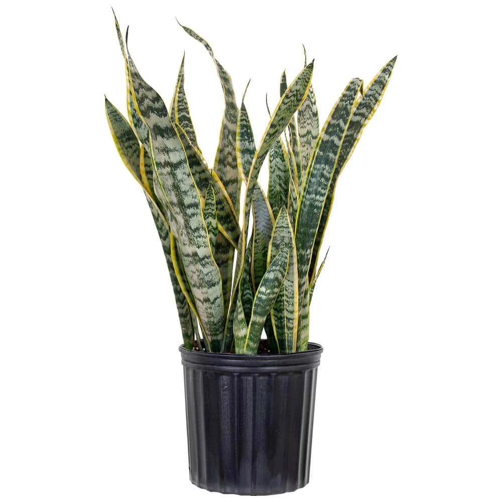 Live Sansevieiria Laurentii Indoor Snake Plant In 9.25 Inch Grower Pot 1 Live Sansevieiria Laurentii Indoor Snake Plant In 9.25 Inch Grower Pot