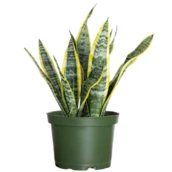 Live Snake Plant Sansevieria Laurentii In 6 Inch Grower Pot