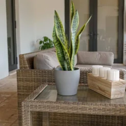 United Nursery -United Nursery united nursery snake plants 22440 e1 1000